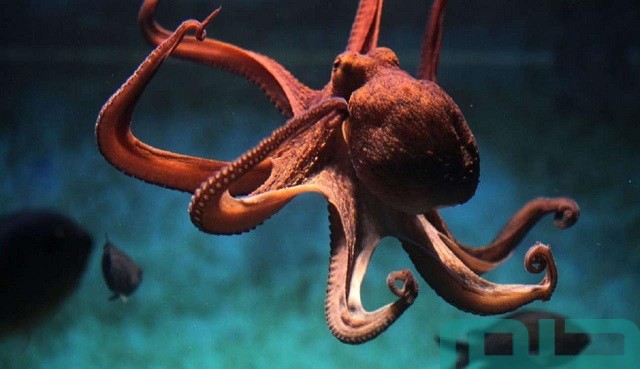 تفسير حلم رؤية الأخطبوط تفسير حلم رؤية الأخطبوط