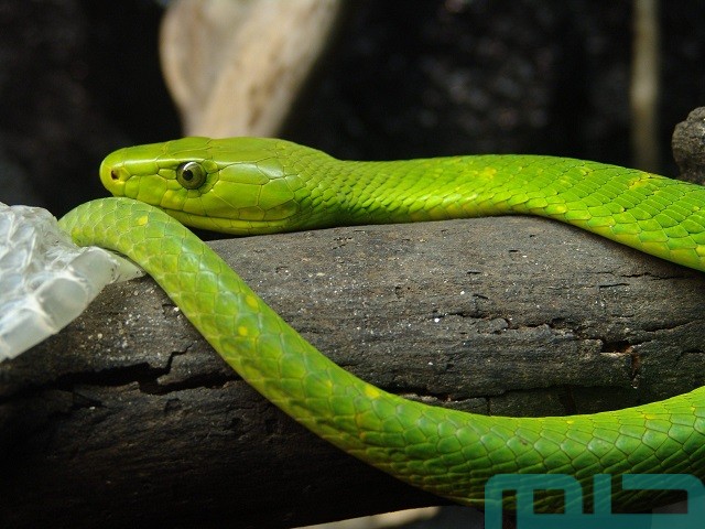 تفسير حلم رؤية الأفعى الخضراء في المنام