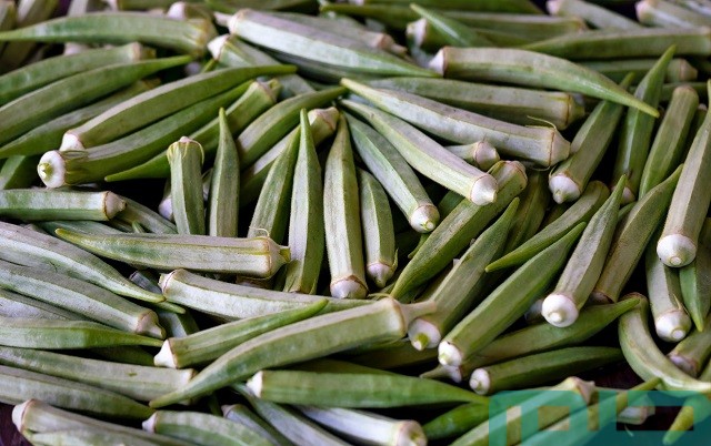 تفسير حلم رؤية البامية الخضراء في الحلم تفسير حلم رؤية البامية الخضراء في الحلم