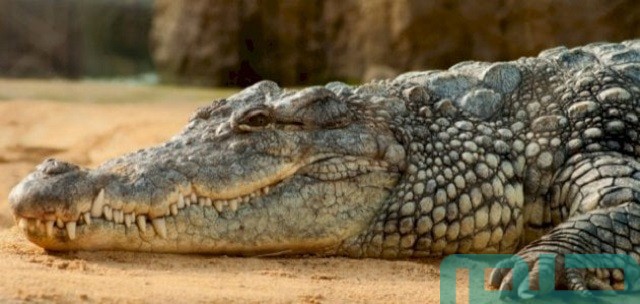 تفسير حلم رؤية التمساح