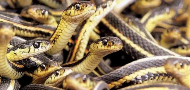 تفسير حلم رؤية الثعابين في المنام وعلاقته بالذكاء 1 تفسير حلم رؤية الثعابين في المنام