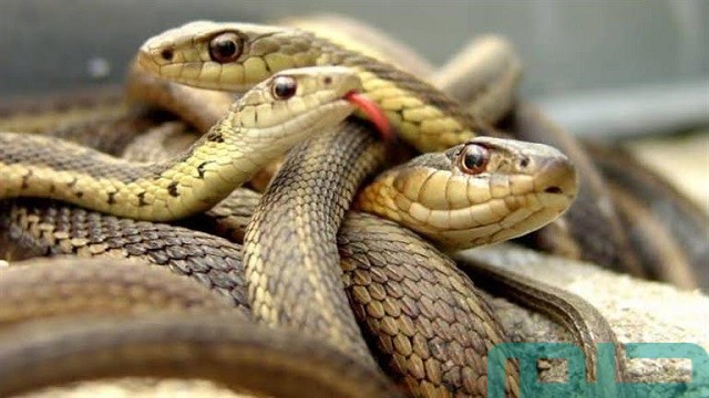 تفسير حلم رؤية الثعابين في المنام تفسير حلم رؤية الثعابين في المنام
