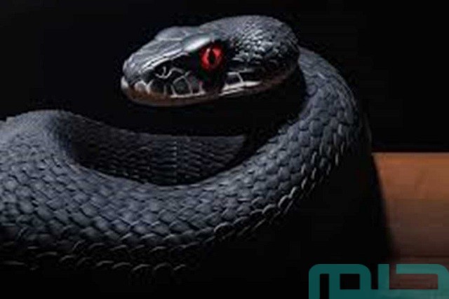 تفسير حلم رؤية الثعبان فى المنام