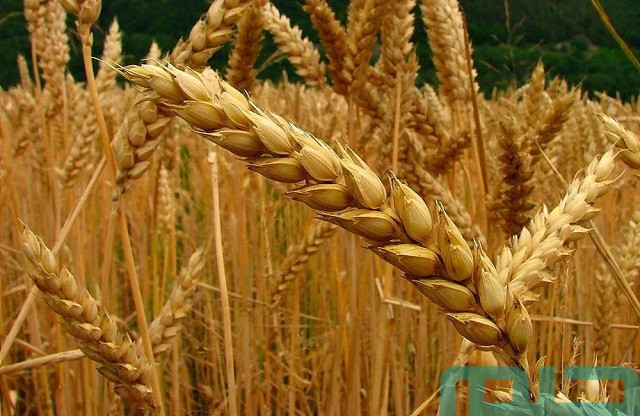 تفسير حلم رؤية الحنطة في المنام تفسير حلم رؤية الحنطة في المنام