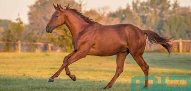 تفسير حلم رؤية الخيول في المنام