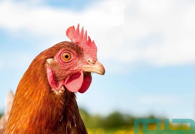 تفسير حلم رؤية الدجاجة المذبوحة في المنام