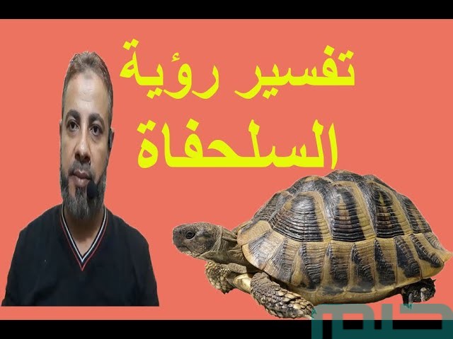 تفسير حلم رؤية السلحفاة في المنام تفسير حلم رؤية السلحفاة في المنام