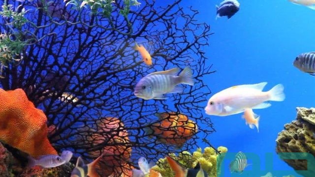 تفسير حلم رؤية السمك الملون تفسير حلم رؤية السمك الملون