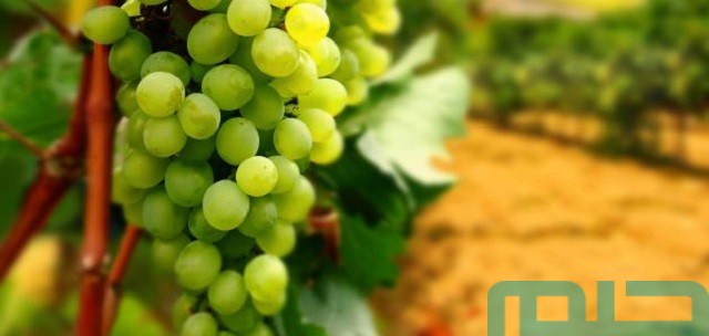 تفسير حلم رؤية العنب في المنام