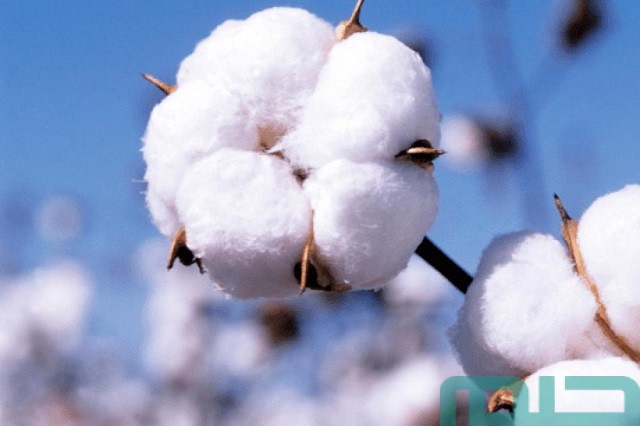 تفسير حلم رؤية القطن تفسير حلم رؤية القطن