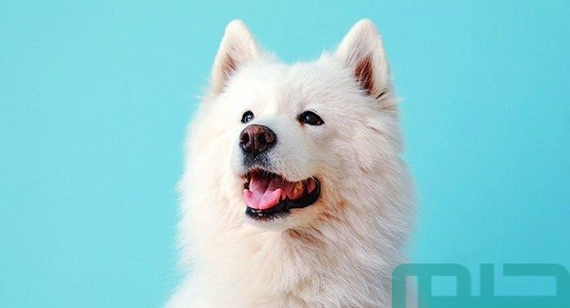 تفسير حلم رؤية الكلب الأبيض في المنام تفسير حلم رؤية الكلب الأبيض في المنام