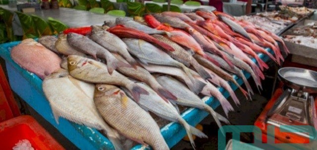 تفسير حلم رؤية بيع الأسماك تفسير حلم رؤية بيع الأسماك