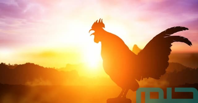 تفسير حلم رؤية صياح الديك