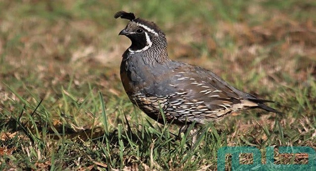 تفسير حلم رؤية طيور السمان تفسير حلم رؤية طيور السمان