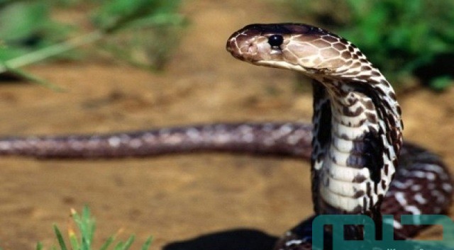 تفسير حلم رؤية قتل ثعبان تفسير حلم رؤية قتل ثعبان