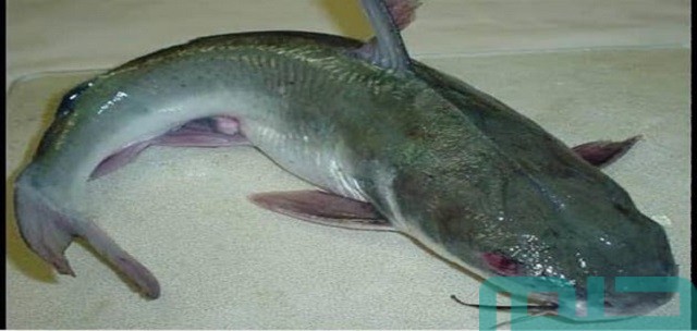 تفسير حلم صيد القراميط باليد تفسير حلم صيد القراميط باليد