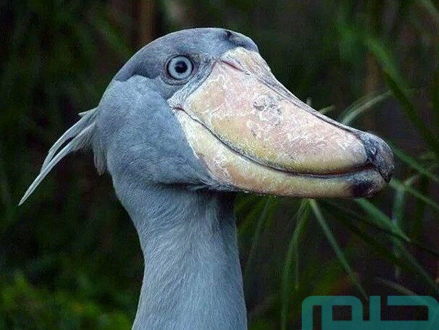 تفسير رؤية حيوانات غريبه تفسير رؤية حيوانات غريبه