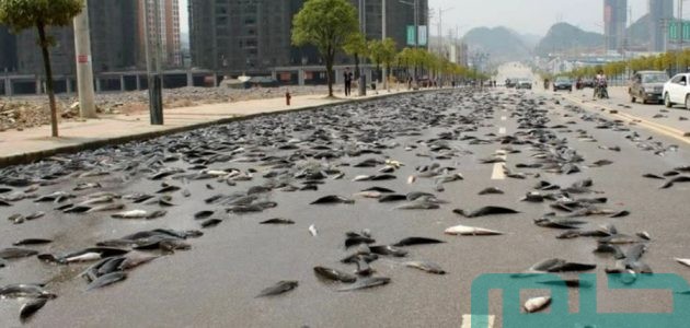 تفسير حلم رؤية السماء تمطر سمكا في المنام وعلاقته بالرزق 1 السماء تمطر سمكا في المنام