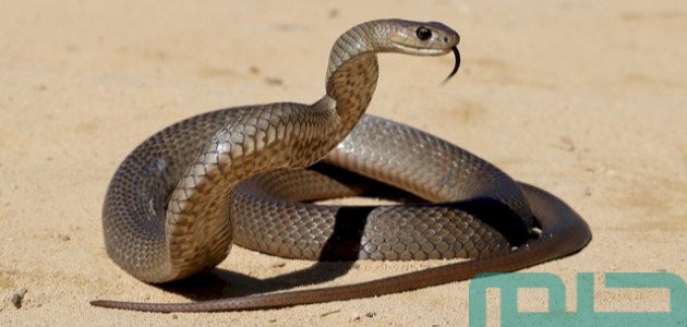 تفسير حلم رؤية الثعبان في المنام وعلاقته بالسعادة والسرور 1 تفسير الثعبان في المنام