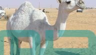 تفسير حلم رؤية الجمل الأبيض في المنام وعلاقته بالمكانة المميزة