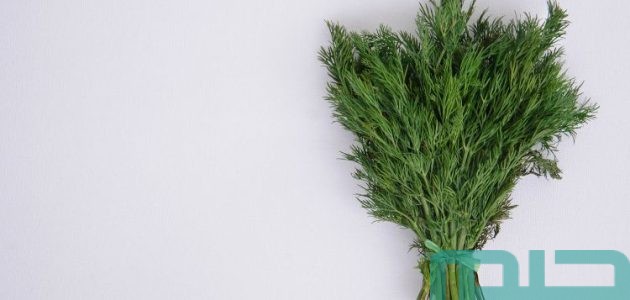 تفسير حلم رؤية الشبت في المنام وعلاقته بالاستقرار 1 تفسير حلم الشبت في المنام لابن سيرين
