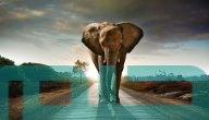 تفسير حلم رؤية الفيل في المنام وعلاقته بالقوة والمنزلة