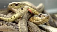 تفسير حلم رؤية ثعبان غير سام في المنام وعلاقته بالنجاح