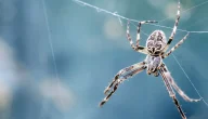 تفسير حلم رؤية عناكب صغيرة بالشعر في المنام وعلاقته بتحقيق التفوق