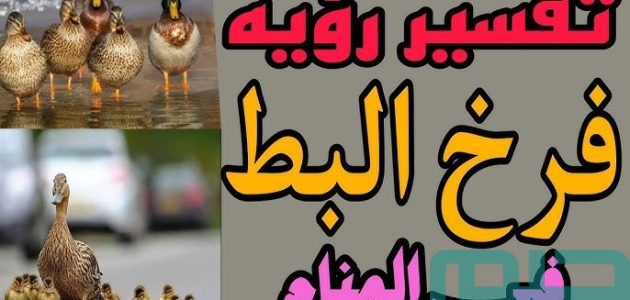 تفسير حلم رؤية فرخ البط والفراخ في المنام وعلاقتها بالرزق الوفير 1 تفسير فرخ البط والفراخ في المنام