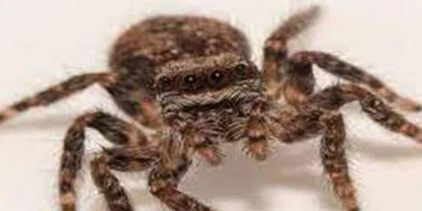 تفسير حلم رؤية لدغة العنكبوت في اليد في المنام وعلاقتها بالخير القادم 1 تفسير لدغة العنكبوت في اليد في المنام