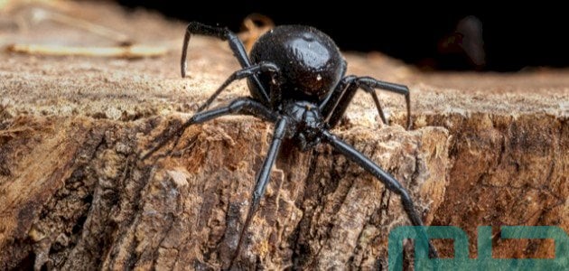 تفسير حلم رؤية العنكبوت الأسود في المنام 1 حلم العنكبوت الأسود