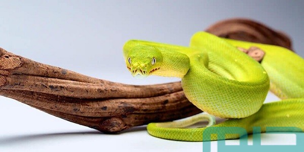 حلمت بثعبان ما تفسير ذلك؟ 1 ما تفسير حلم الثعبان بعد الفجر