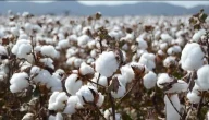 دلالات تفسير حلم رؤية القطن وشجر القطن فى المنام